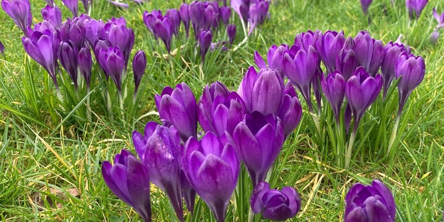 Darley Crocus 2.jpg