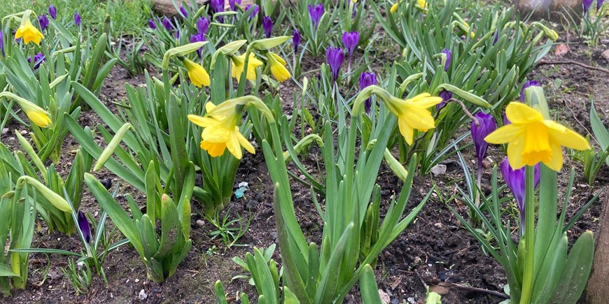 Godbert bulbs 2.jpg