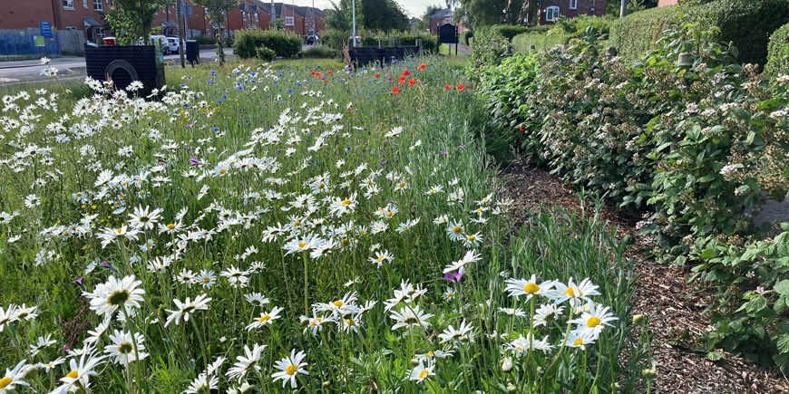 Darley Ave wildflowers 2 June 2022.jpg