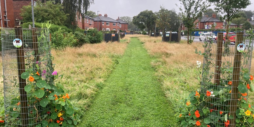 Darley Ave wildlfower meadow and community fruit bushes.jpg