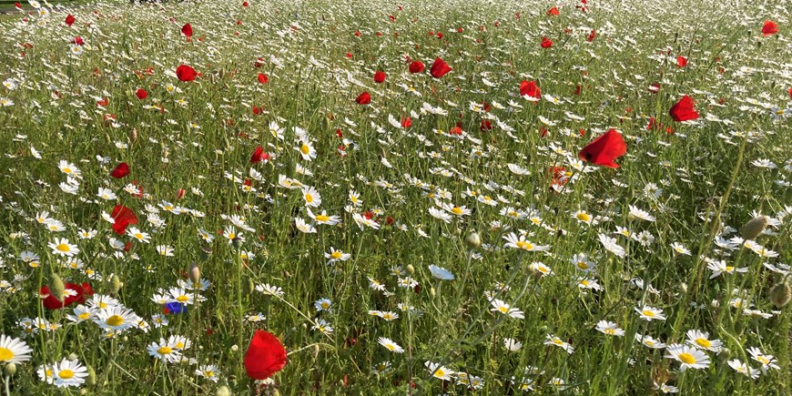 Mottram Ave wildflowers June 2022.jpg