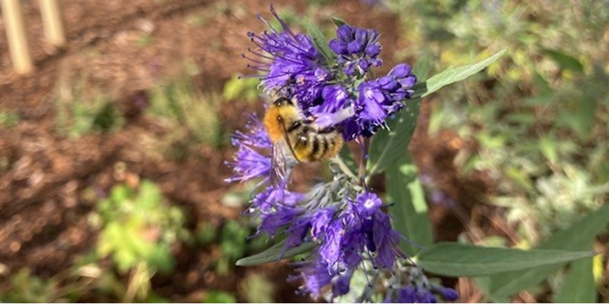 Darley Avenue bees.jpg