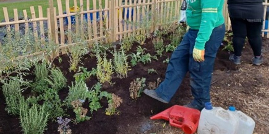 Darley Avenue planting.jpg