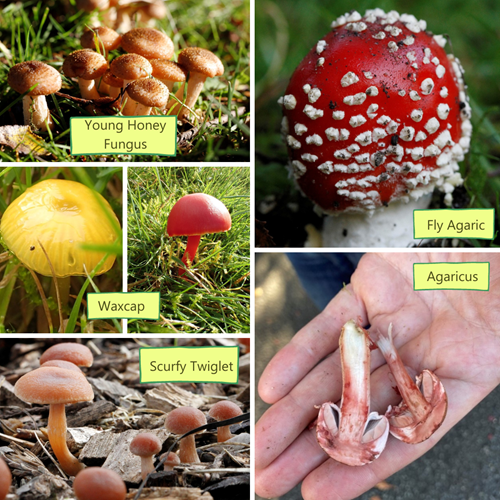 Various types of mushrooms