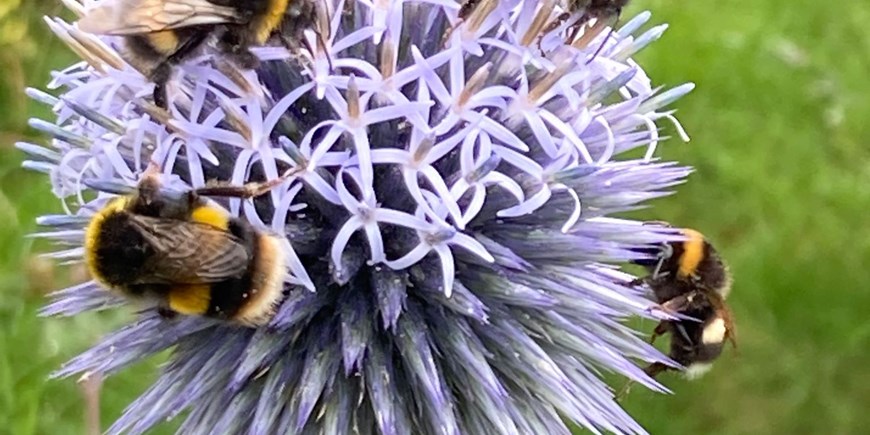 pngBumblebees in the Big Blue Bee Bed.png